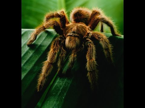 Ползает по поверхности