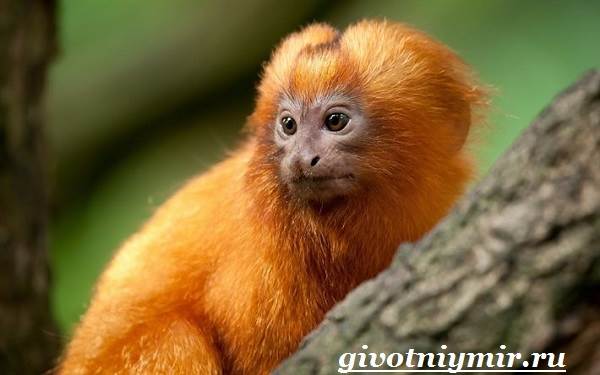 Marmoset-описание-и-образ-жизни-обезьяны-marmoset-7