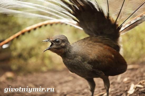 Лирохвост-птица-Описание-лирохвоста-Среда-обитания-лирохвоста-7