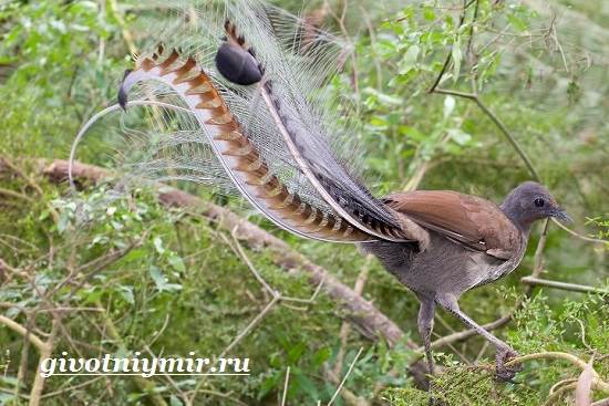 Лирохвост-птица-Описание-лирохвоста-Среда-обитания-лирохвоста-8