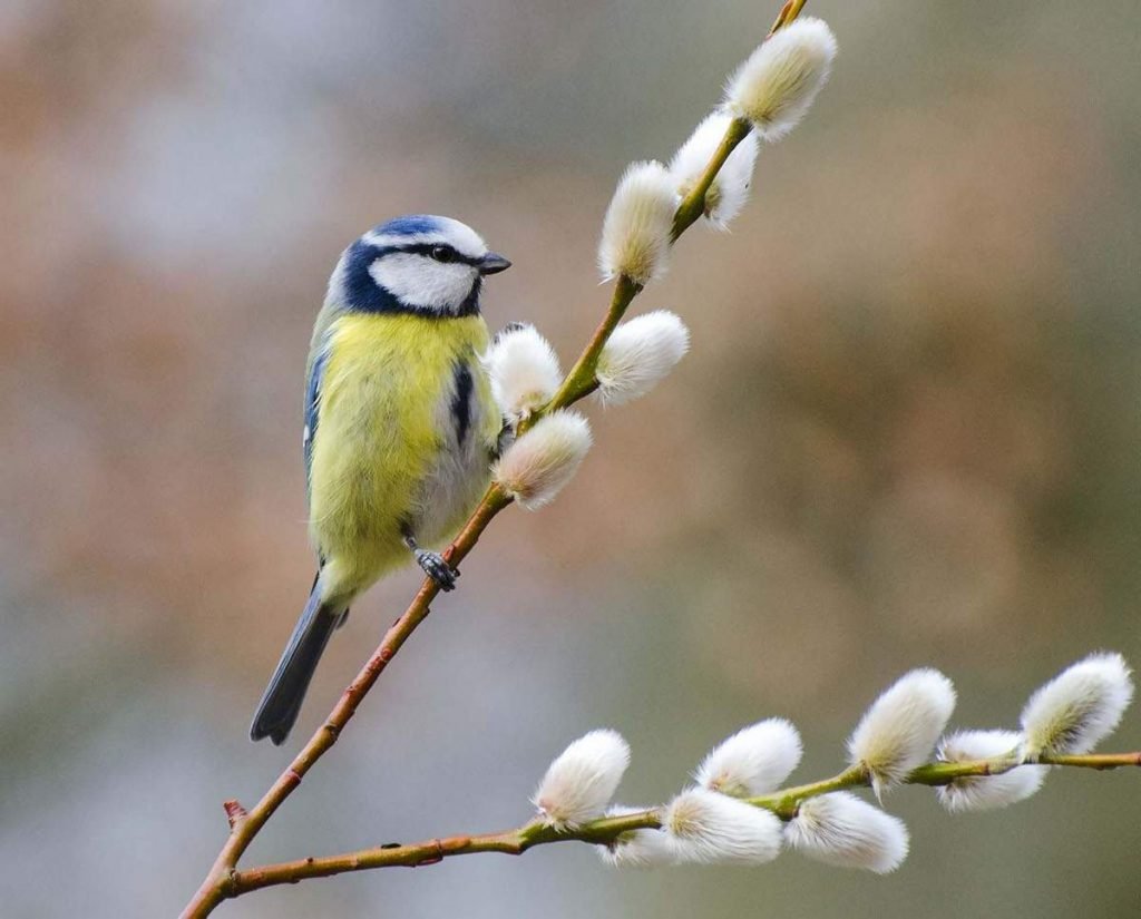 Как показывают исследования, лазоревки моногамны, сохраняя пару на долгие годы.