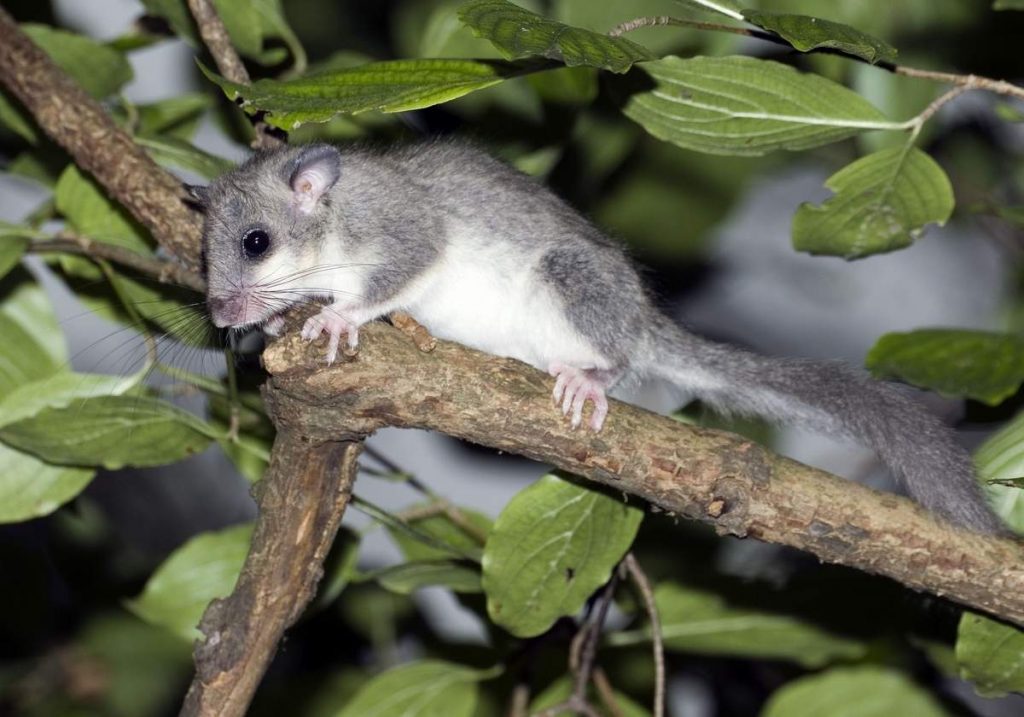 Признаком гона полчков являются издаваемые зверьками по ночам ворчание, хрюканье, резкие крики.