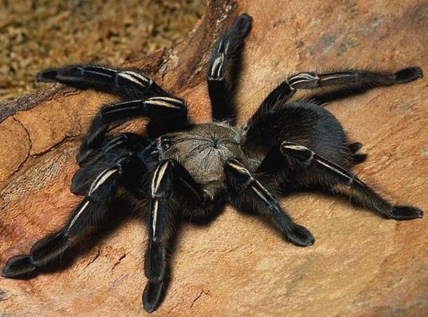 Самка-долгожитель