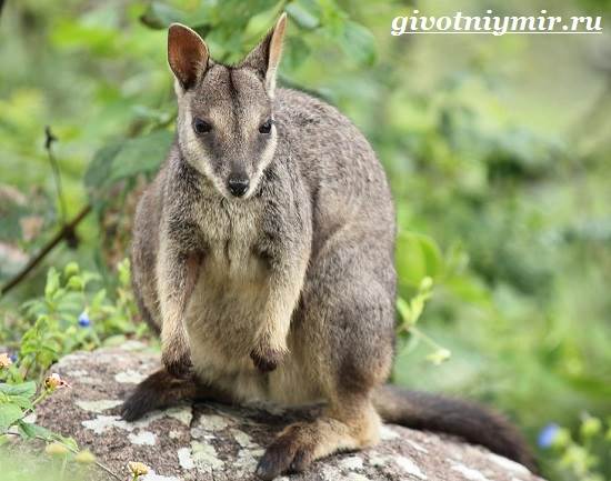 Валлаби-это-кто-Описание-валлаби-Среда-обитания-валлаби-1