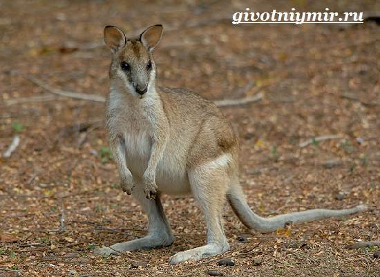 Валлаби-это-кто-Описание-валлаби-Среда-обитания-валлаби-2