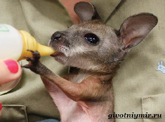 Валлаби-это-кто-Описание-валлаби-Среда-обитания-валлаби-4