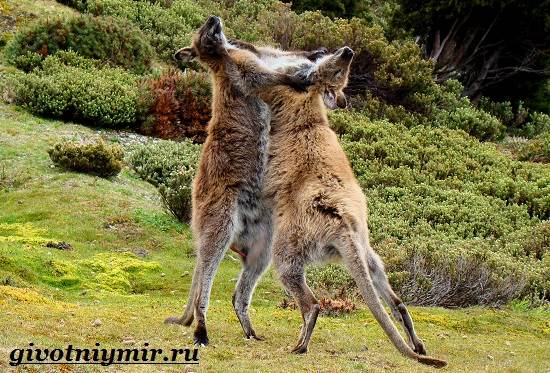 Валлаби-это-кто-Описание-валлаби-Среда-обитания-валлаби-5