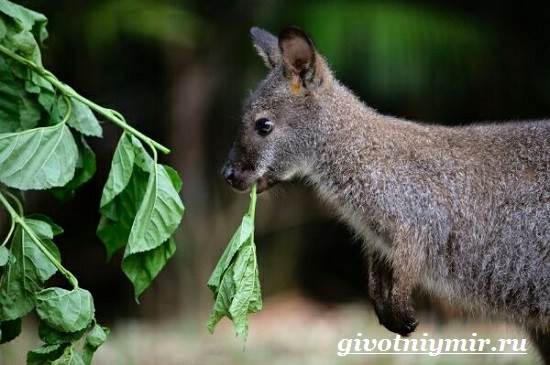 Валлаби-это-кто-Описание-валлаби-Среда-обитания-валлаби-6