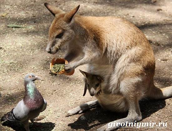Валлаби-это-кто-Описание-валлаби-Среда-обитания-валлаби-7