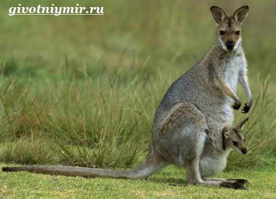 Валлаби-это-кто-Описание-валлаби-Среда-обитания-валлаби-8