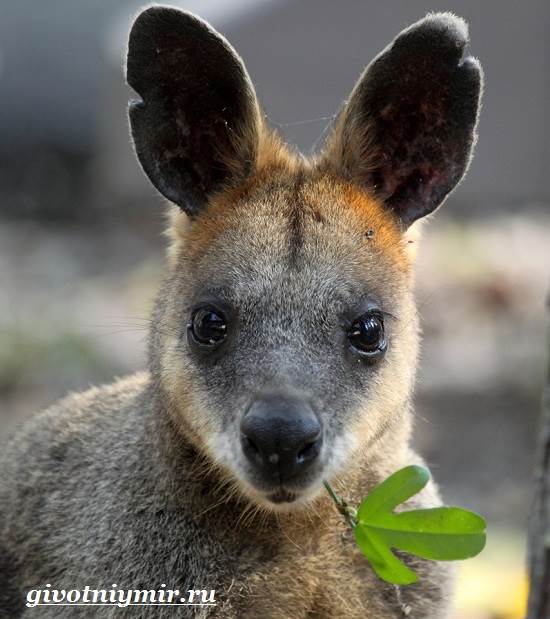 Валлаби-это-кто-Описание-валлаби-Среда-обитания-валлаби-9