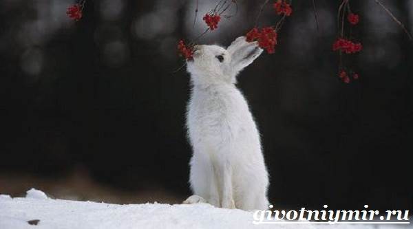 Заяц-беляк-Особенности-и среда обитания зайца-беляка-10