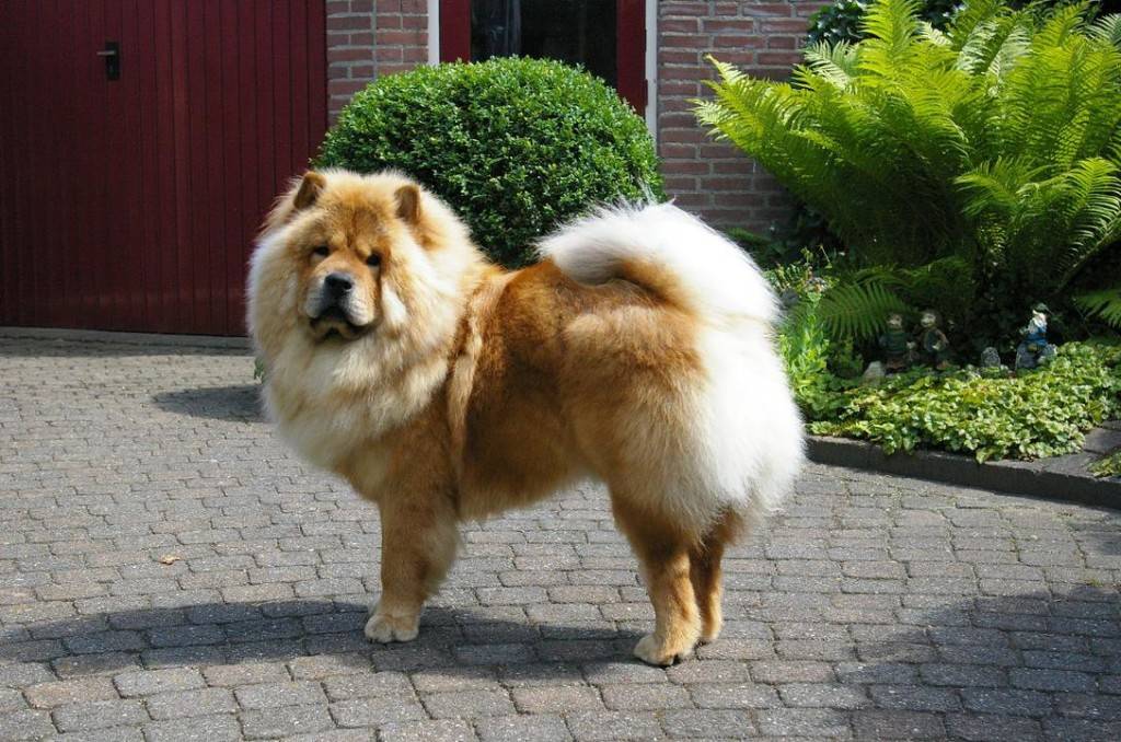 Собака чау-чау Собака чау-чау фото