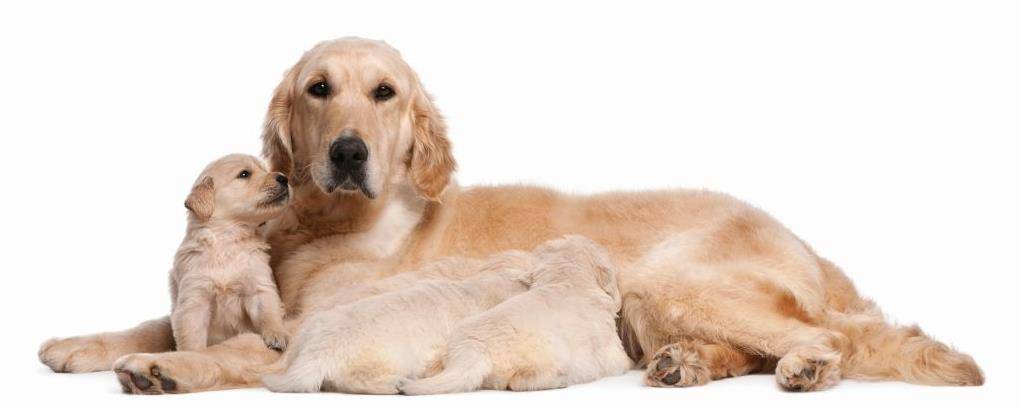 Собака лабрадор с щенком Собака лабрадор с щенком фото