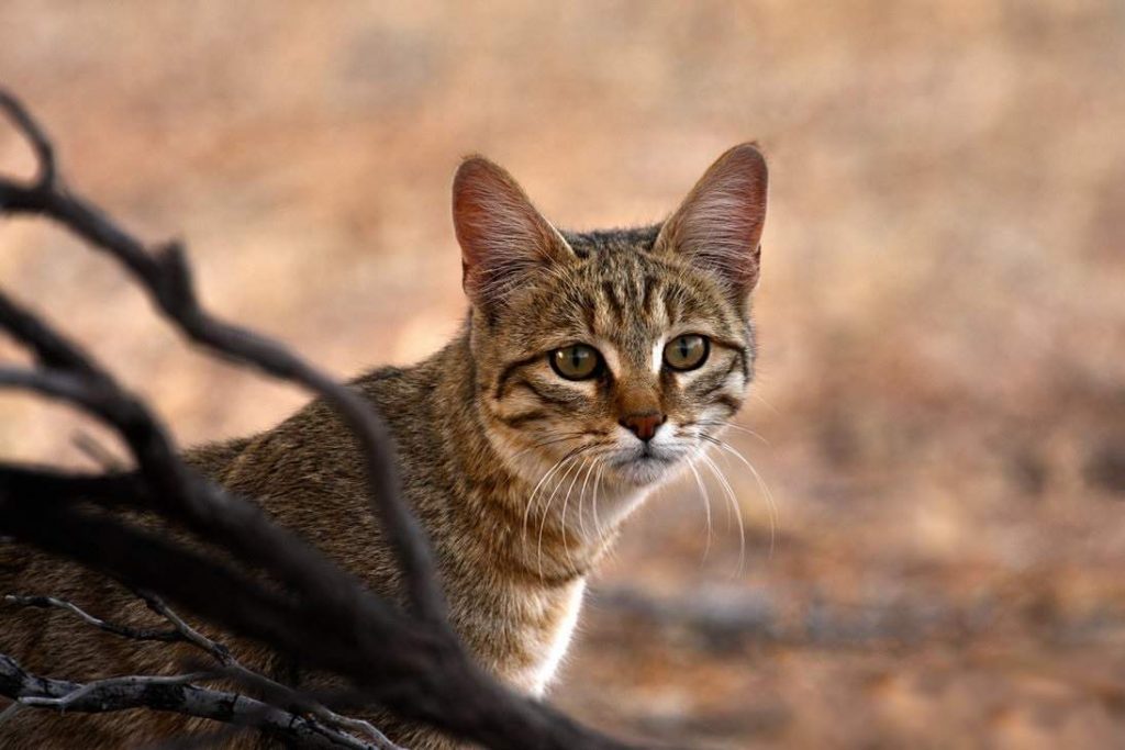 Степной кот (Felis silvestris lybica). Степной кот (Felis silvestris lybica).