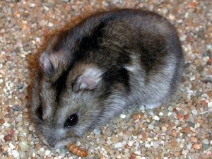 джунгарский хомяк