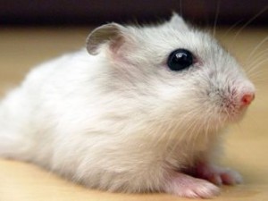 джунгарский хомяк