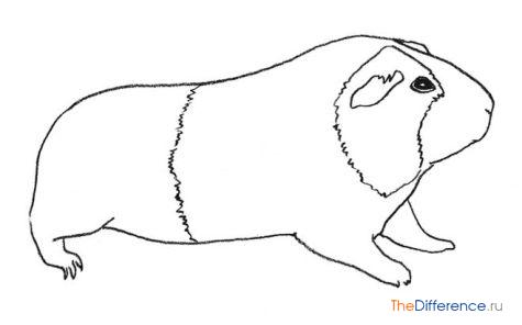 Как нарисовать свинку на Новый Год