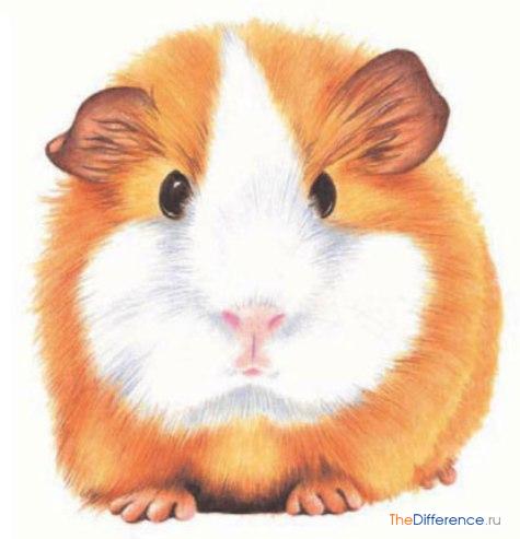 Как нарисовать свинку на Новый Год