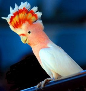 Домашние попугаи: виды, породы