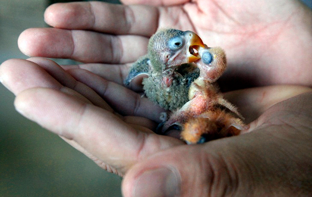 Идеальный сезон гнездования для попугаев – ранняя осень Идеальный сезон гнездования для попугаев – ранняя осень