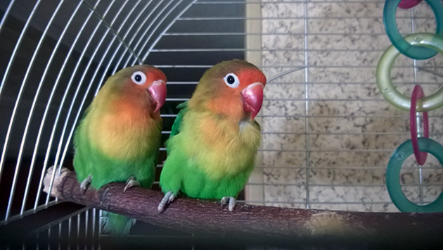 При покупке неразлучника обратите внимание на активность попугайчика, он не должен быть вялым и малоподвижным При покупке неразлучника обратите внимание на активность попугайчика, он не должен быть вялым и малоподвижным