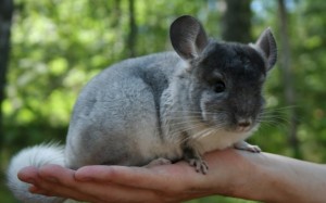 ручная шиншилла