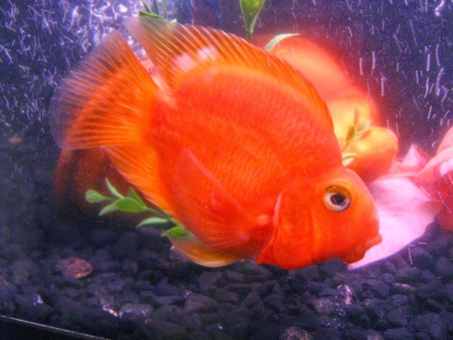 Красный попугай плавает.