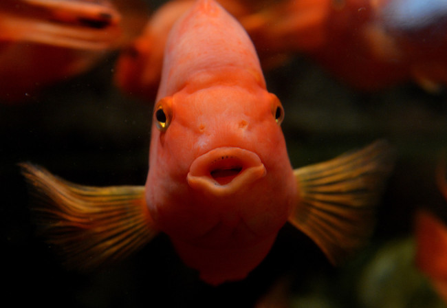 Голова попугая.