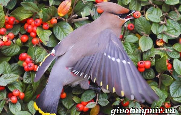 Свиристель-птица-описание-среда обитания-и-образ жизни-свиристели-2