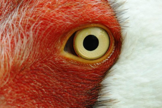 Белый журавль (стерх) – описание, где обитает, чем питается