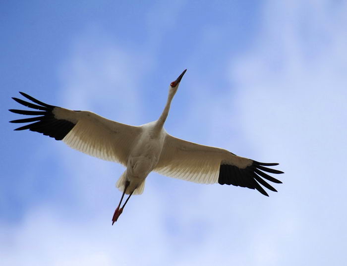 Белый журавль (стерх) – описание, где обитает, чем питается