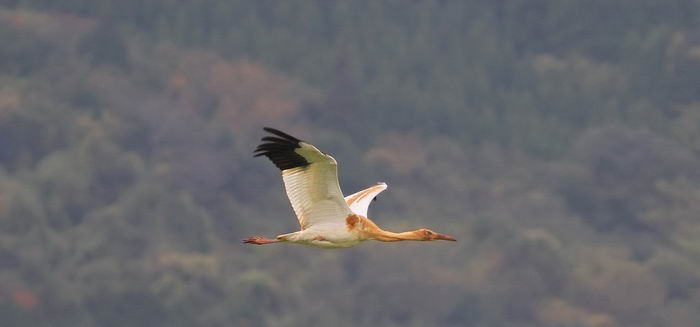 Белый журавль (стерх) – описание, где обитает, чем питается