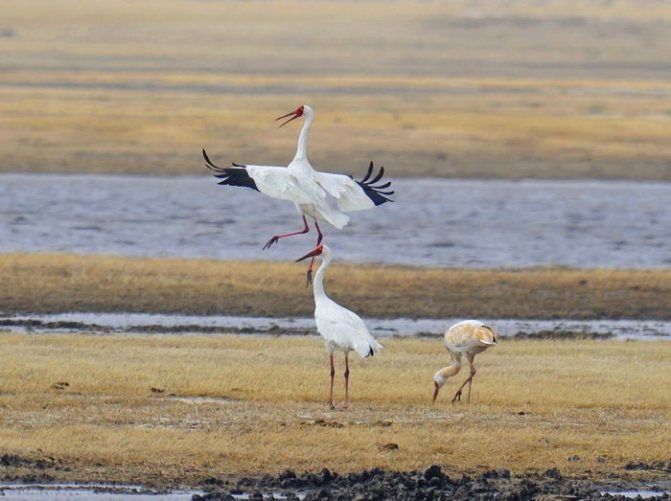 Белый журавль (стерх) – описание, где обитает, чем питается