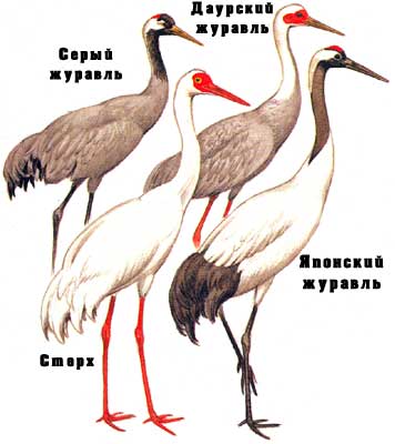 Белый журавль (стерх) – описание, где обитает, чем питается