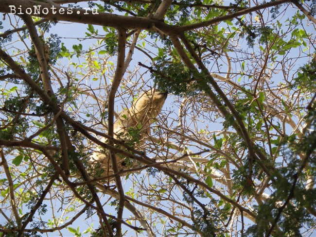 Даман на дереве