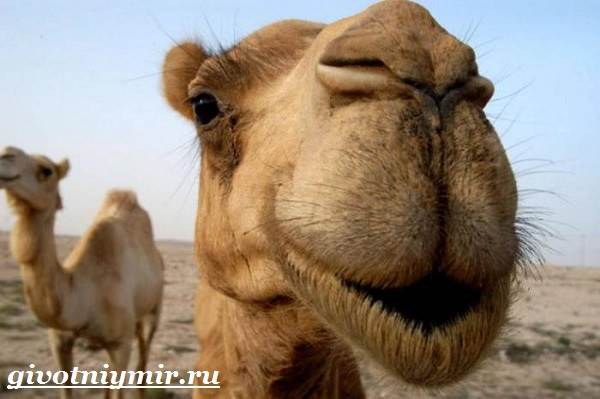 Дромадер-Особенности-и-среда-обитания-дромадер-4