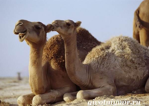 Дромадер-Особенности-и-среда-обитания-дромадер-5