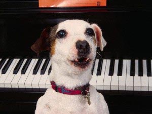 Как определить породистого щенка Как определить породистого щенка