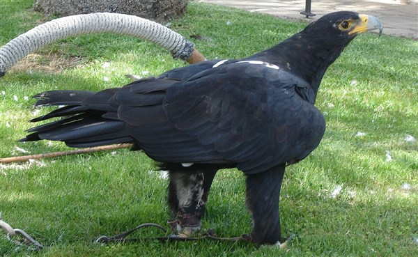 Кафрский пустынный орел