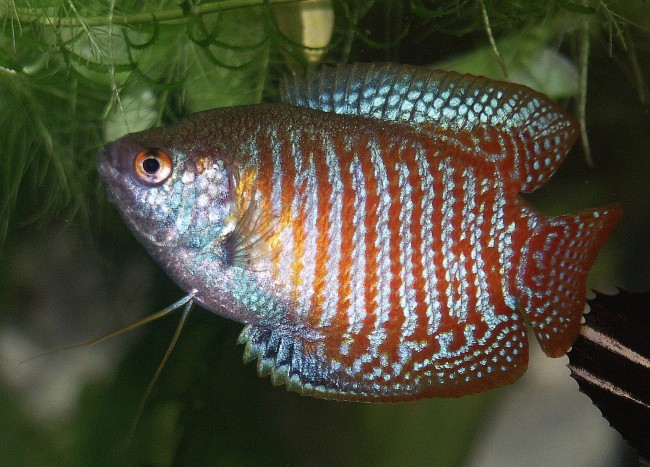 Dwarf gourami.