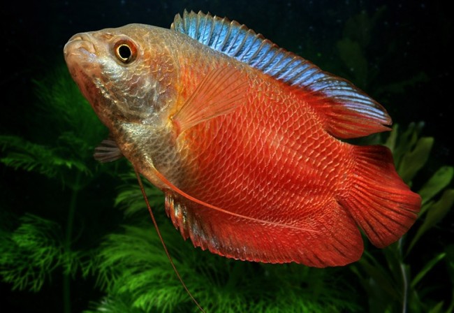 Лялиус неоновый красный.