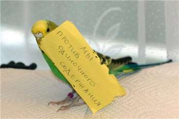 Попугай держит записку