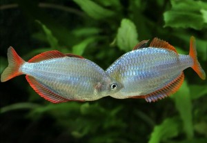 радужница неоновая