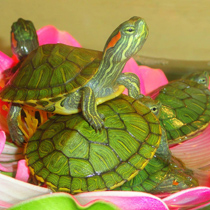 водяные черепахи