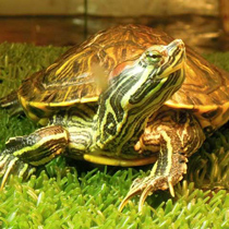 медленный малиновка