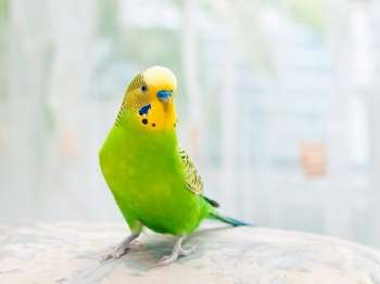 Зеленый попугай