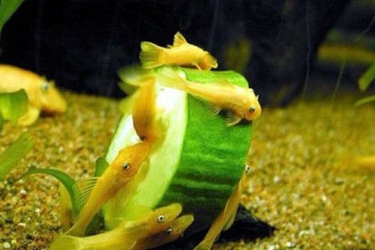 Сом анциструс: все о представителе семейства кольчужных сомов