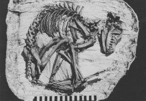 древняя собака