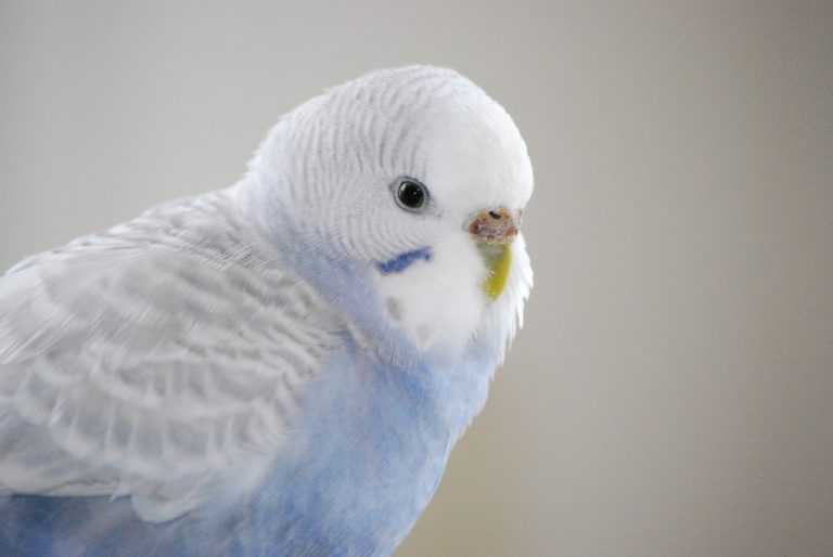 Фото: Cordelia Naumann 